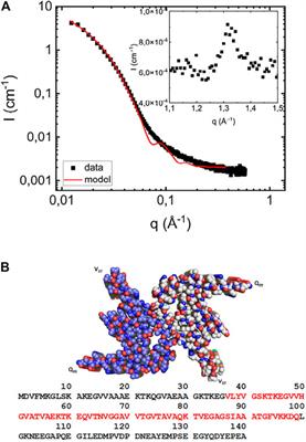 Comparing α-Synuclein Fibrils Formed in the Absence and Presence of a Model Lipid Membrane: A Small and Wide-Angle X-Ray Scattering Study